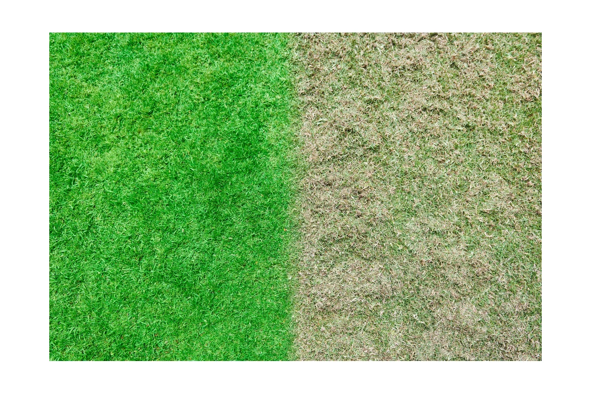 До и после скарификации/аэрации